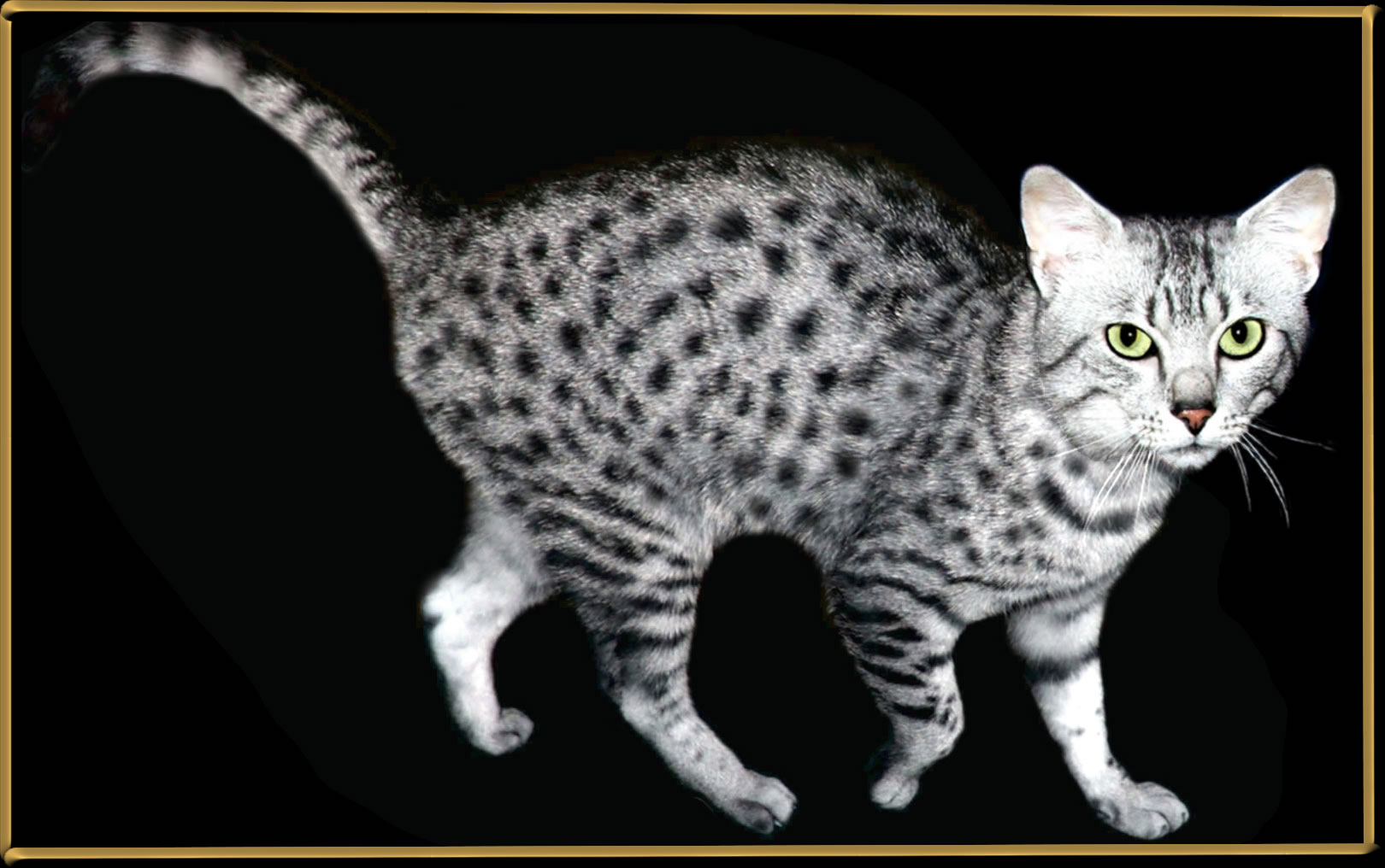 Египетская мау. Египетская МАУ кошка. Порода кошек Египетская МАУ. Тату Египетская кошка. Египетская МАУ дымчатая.